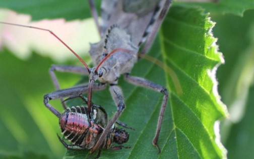 Biological Control