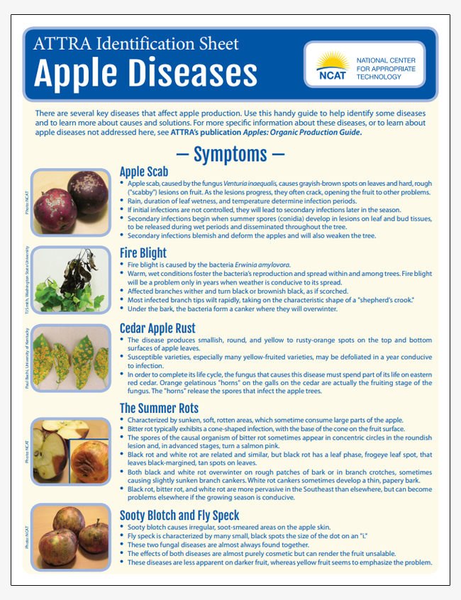 Apple Diseases Identification Sheet