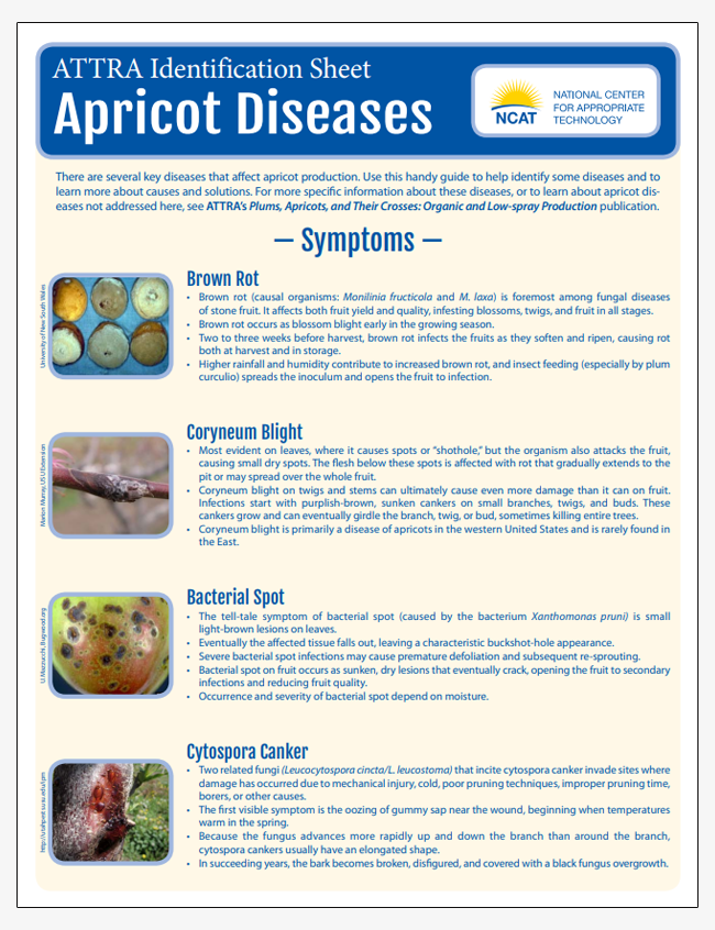 Apricot Diseases Identification Sheet