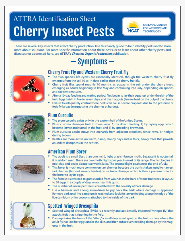 Cherry Insect Pests Identification Sheet