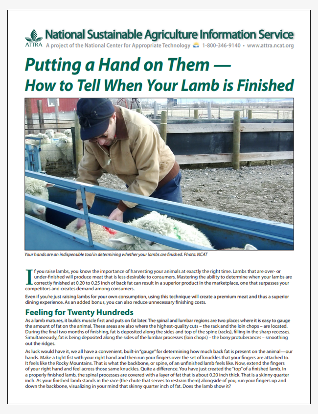 Putting a Hand on Them - How to Tell When Your Lamb is Finished