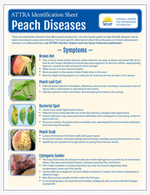 Peach Diseases Identification Sheet