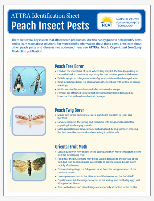 Peach Insect Pests Identification Sheet