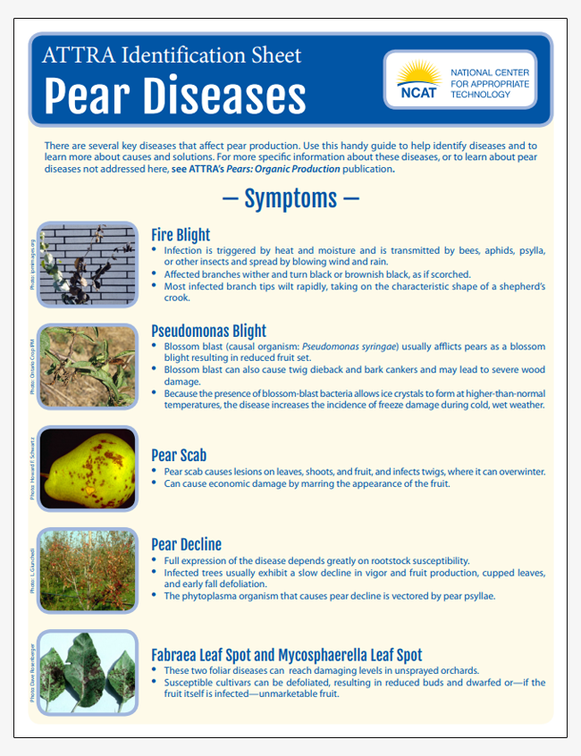 Pear Diseases Identification Sheet