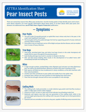 Pear Insect Pests Identification Sheet