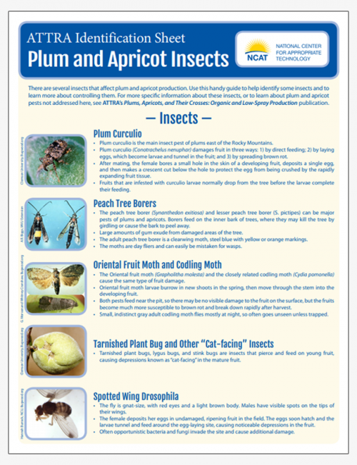 Plum and Apricot Insect Pests Identification Sheet