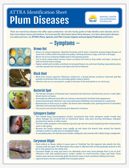 Plum Diseases Identification Sheet