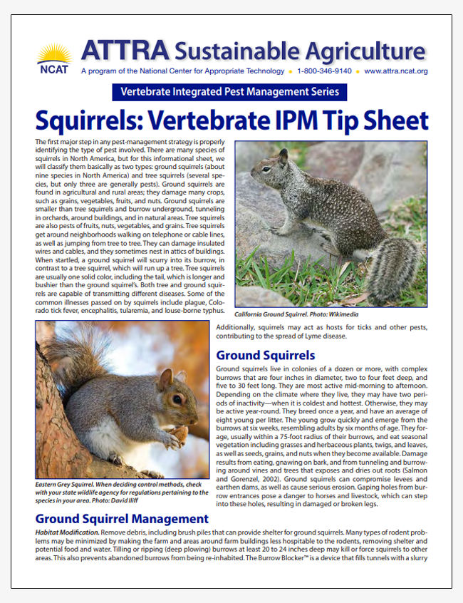 Squirrels: Vertebrate IPM Tip Sheet