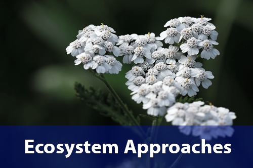 ecosystem-approaches