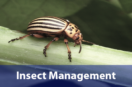 insect-management