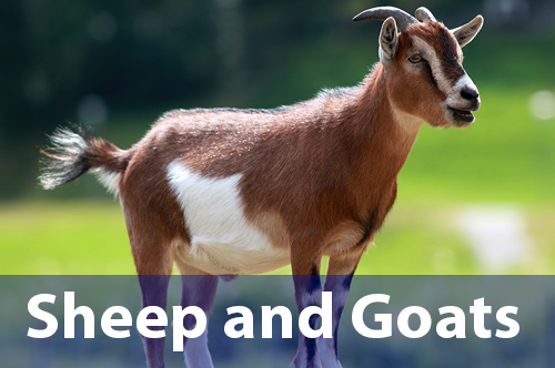 sheep-goats