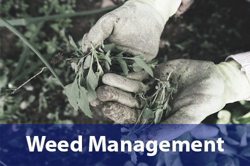 weed-management