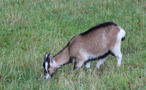 goat in field
