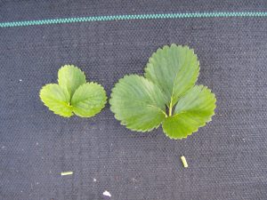 strawberry leaf