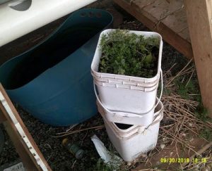 compost tea