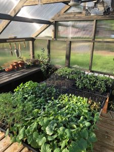 Vegetables growing in greenhouse