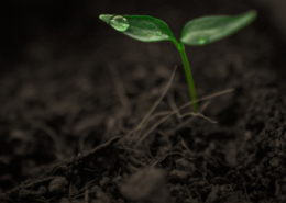 dicot seedling with water droplet on one leaf, on a background of soil
