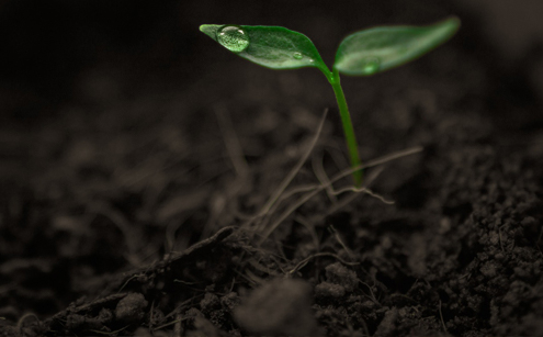 dicot seedling with water droplet on one leaf, on a background of soil