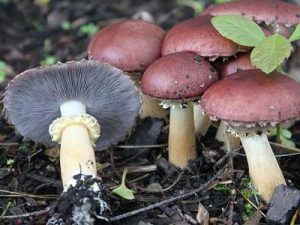 winecap mushrooms