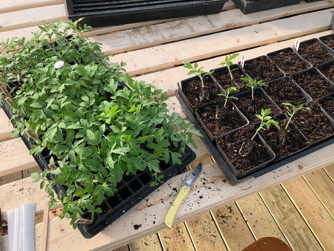 Growing Vegetable Transplants in the Greenhouse ATTRA Sustainable