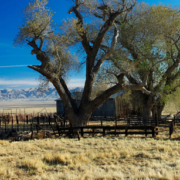 trees in front of a building, with field in the foreground