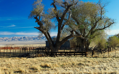 trees in front of a building, with field in the foreground