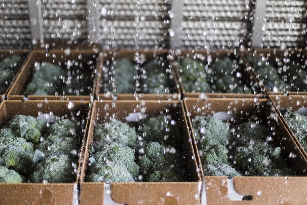 Broccoli at Sunny Harvest Farm