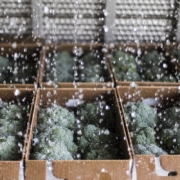 Broccoli at Sunny Harvest Farm