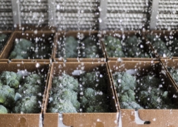 Broccoli at Sunny Harvest Farm