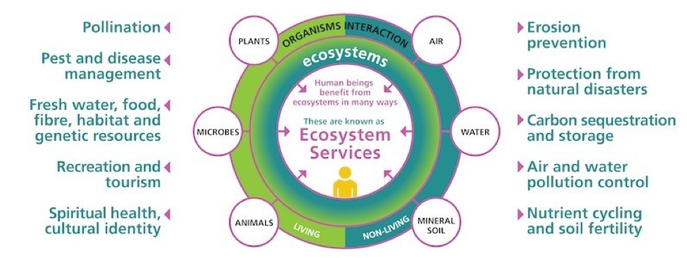 ecosystem services chart