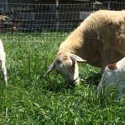 goats on grass
