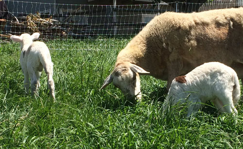 goats on grass