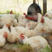 Across the Creek Farm chickens