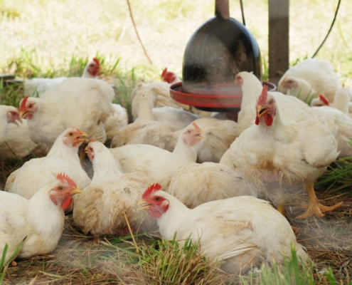 Across the Creek Farm chickens