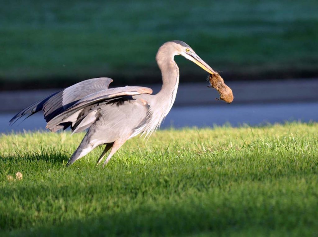 Heron preying on a gopher Courtesy march.afrc.mil