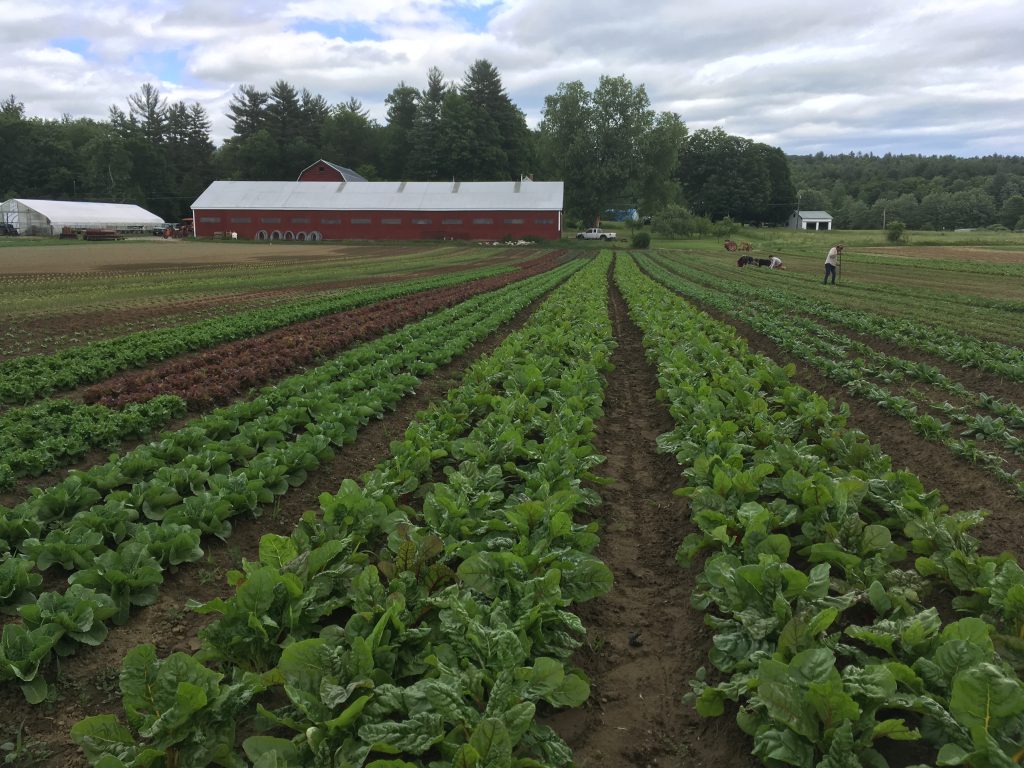 Hidden Branch Farms, Community Support Agriculture