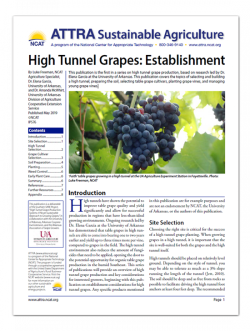 High Tunnel Grapes: Establishment