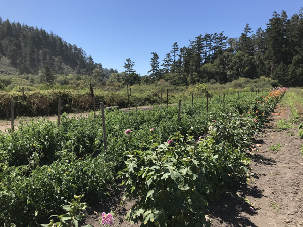 farm before the fire