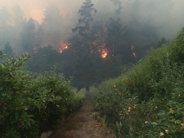 fire in the rows