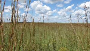 prairie grass