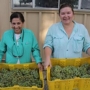 Two women holding shallow bins of grapes.