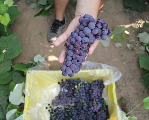 dignity Unsafe Bedroom High Tunnel Grapes: Harvest and Quality Considerations – ATTRA –  Sustainable Agriculture