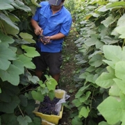 man harvesting grapes