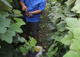 man harvesting grapes