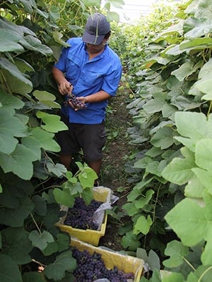 man harvesting grapes