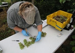Woman measuring grapes on table