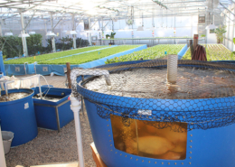 Picture of large vats of water in foreground with raised beds of vegetation in the background.