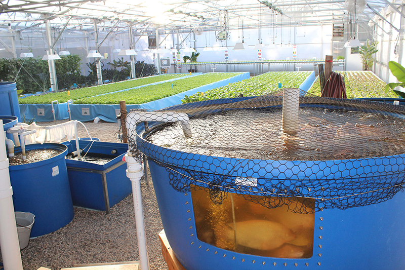 Aquaponics Multitrophic Systems For Sustainable Food Production