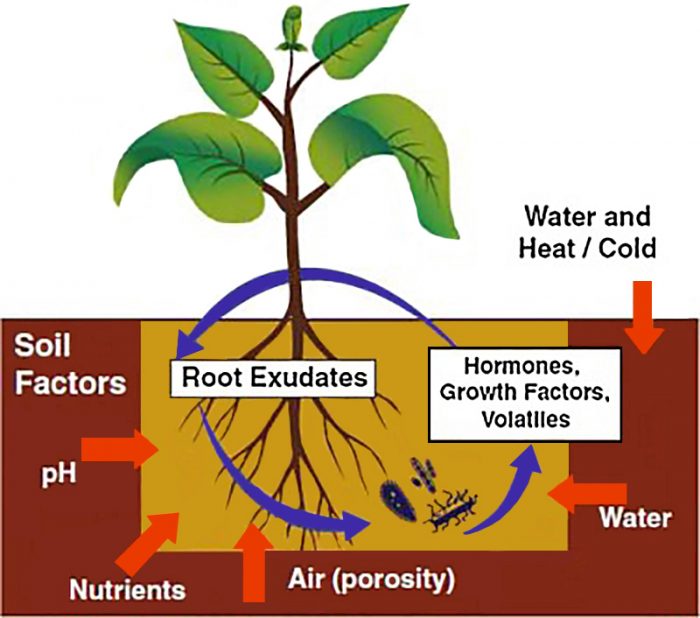 Microbial Inoculants | ATTRA | Sustainable Agriculture Project