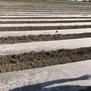Soil solarization in beds